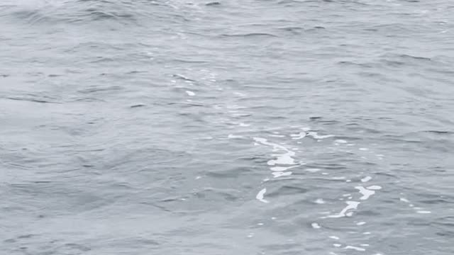 A pod of dolphins following our boat