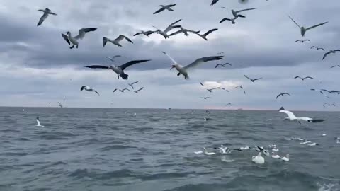 Greedy Gannets