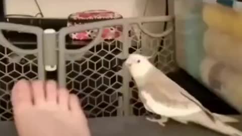 Bird Techno