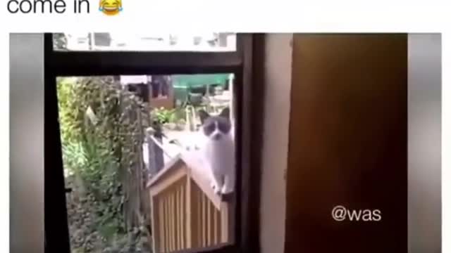 Funny Cats - don't try to stop laughting