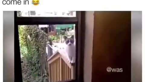 Funny Cats - don't try to stop laughting