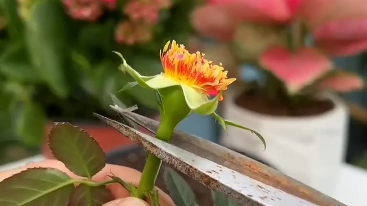 Taking a rose plant from a rose buds. 😍