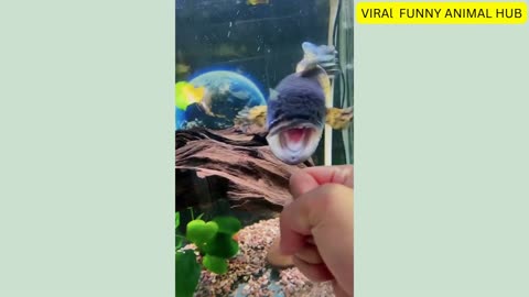 Anger that went to fish|fish funny video|animal funny video 2022