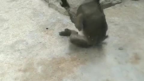 Monkey born into the play depends on acting