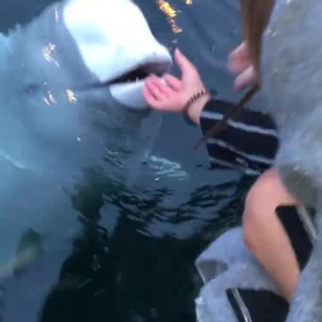 Beluga saves girl's phone 🤩🤩🤩