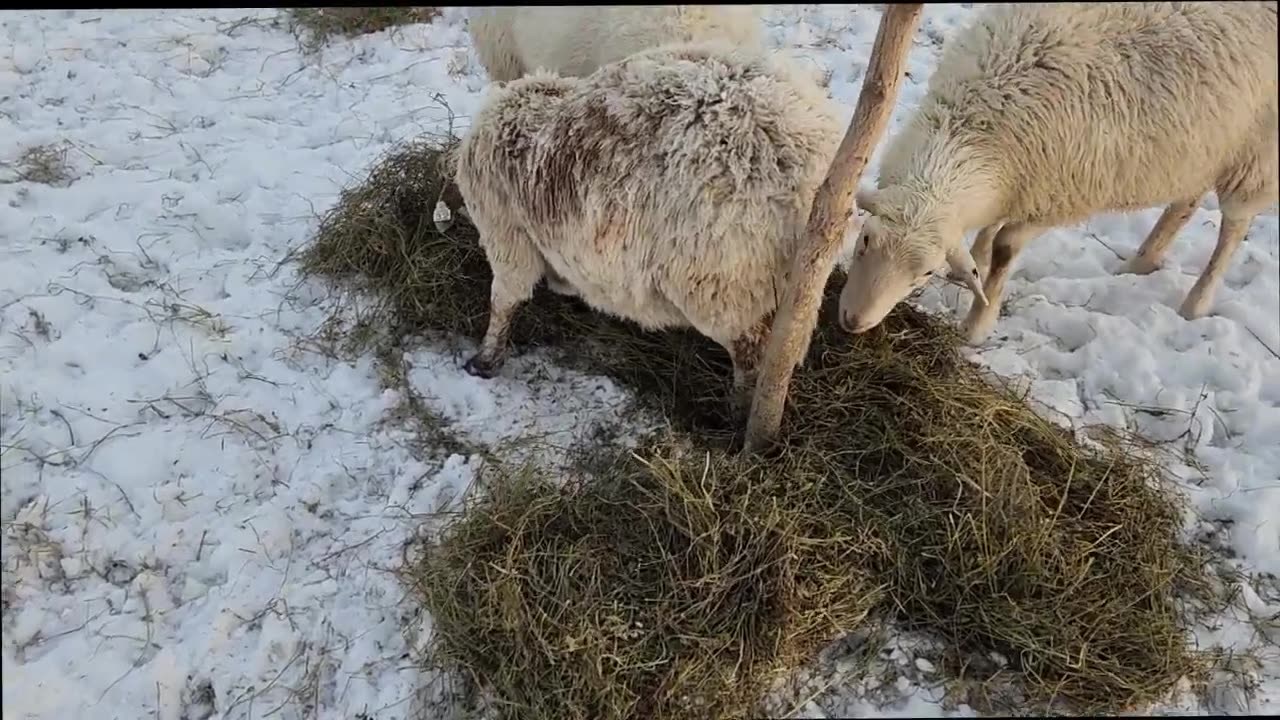 The Bottom Field is Flooded Out; Moving the Flock to High Ground for Mud Season