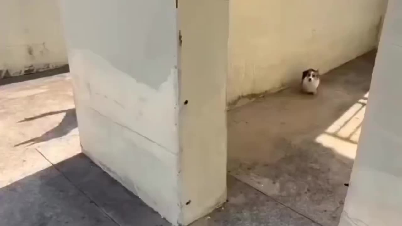Dog playyng🐶🐕
