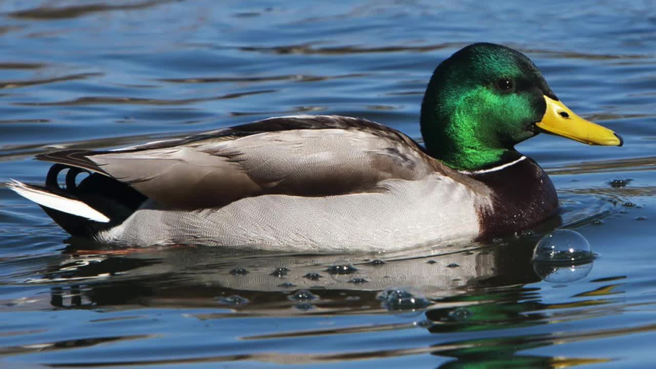 Mallard Duck Call_Song_Sound - Chirping_Singing Birds