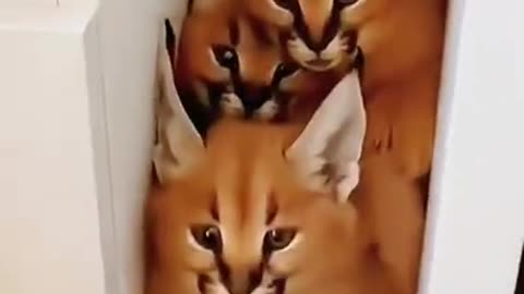 cat funny video