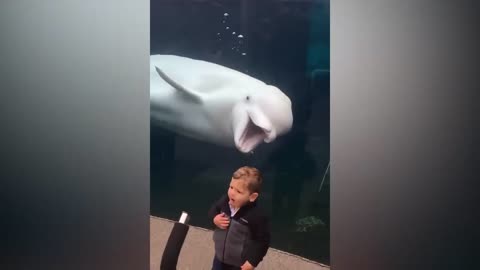 This Beluga Whale is playing with the kids