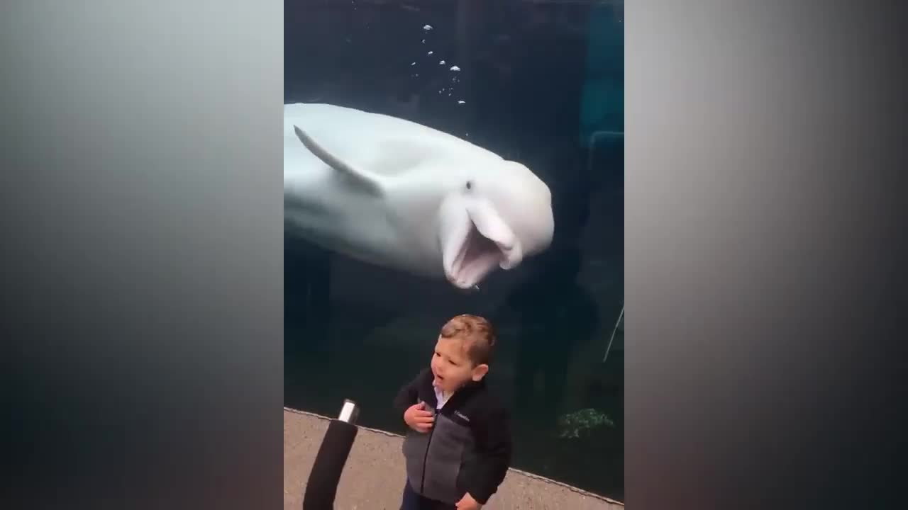 This Beluga Whale is playing with the kids