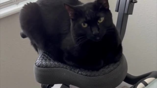 Adopting a Cat from a Shelter Vlog - Precious Piper Uses Exercise Bike for Contemplation #shorts