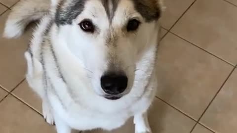 Husky EATS JELLO For The First Time!!!