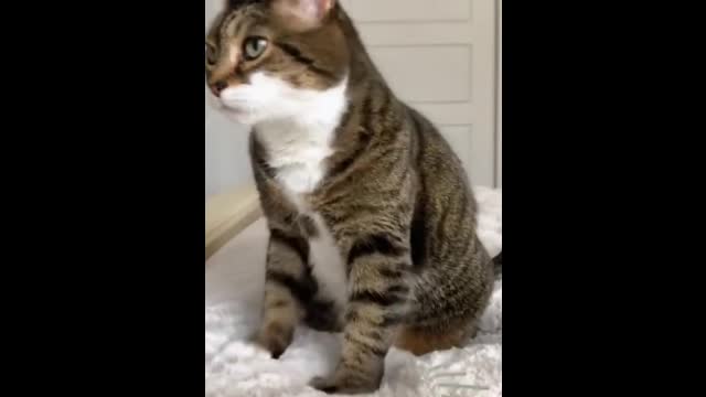 FUNNY CAT AND DOG VIDEO