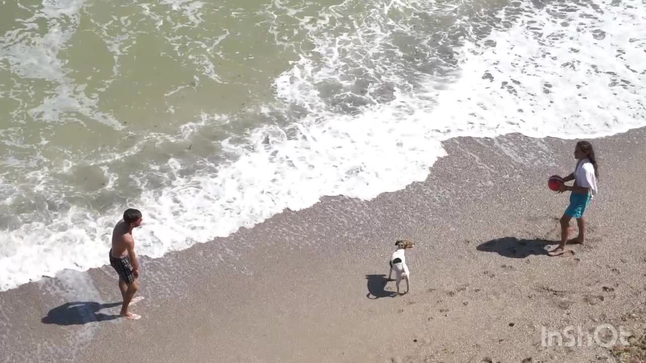 Dog playing in sea