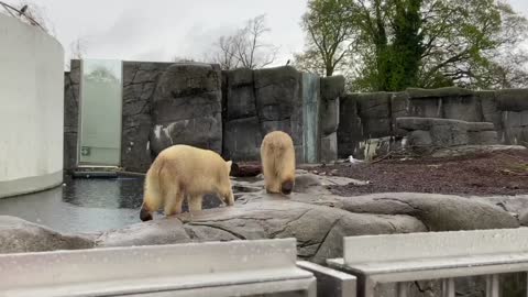 Bears