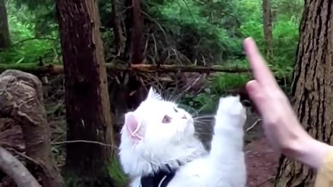 Cute Cat Gives High Fives