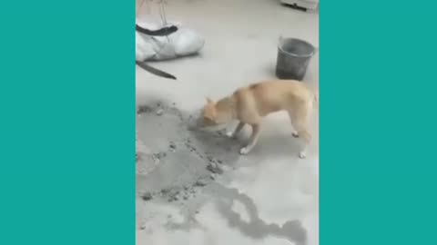Funny Animal Videos Awesome So Cute Animals Funny Dog And Cat