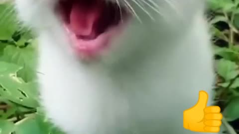 Cute cat meowing funny video