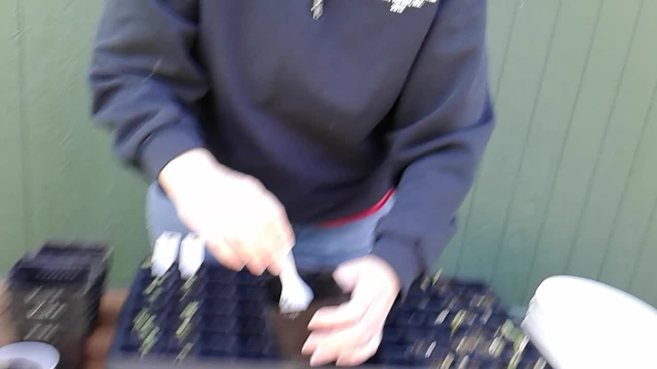 Moving seedlings to pots