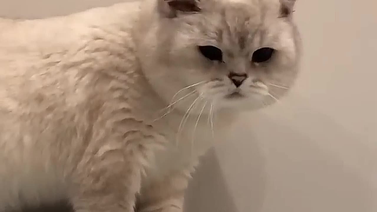 Demand for cat voice