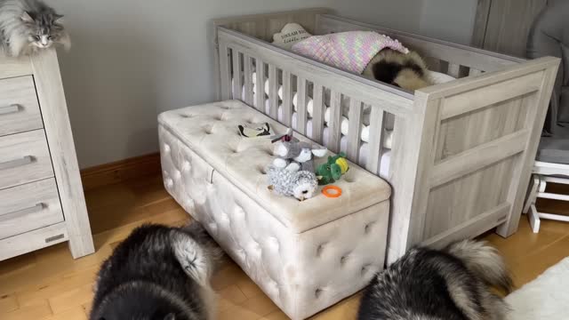 Adorable Baby Girls Puts Her Dog To Bed Even Reads Him A Story! (Cutest Ever!!)