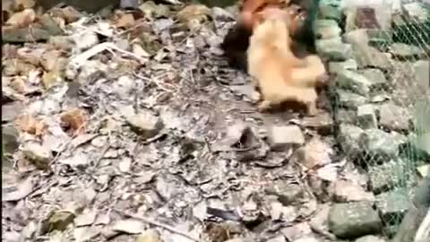 Chicken vs cats and dogs funny fight