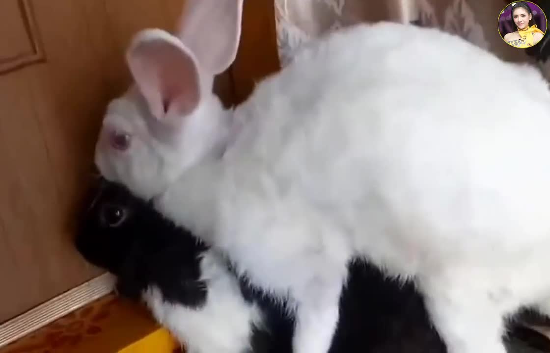 animal love