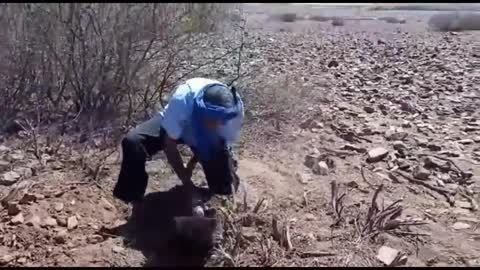 The most dangerous black cobra hunting in Morocco