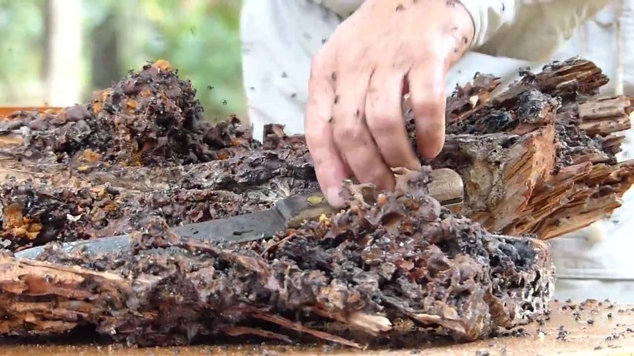 Australian Native Bee Hive Rescue