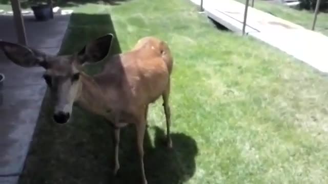 Feeding hungry new mama deer