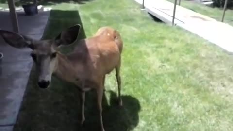 Feeding hungry new mama deer