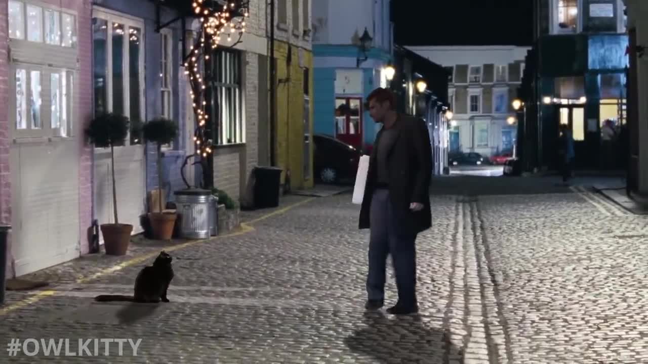 Love Actually but with a cat (OwlKitty Parody)