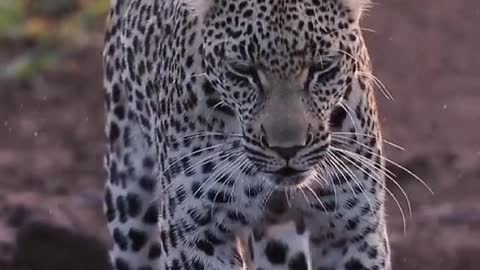 Animal leopard