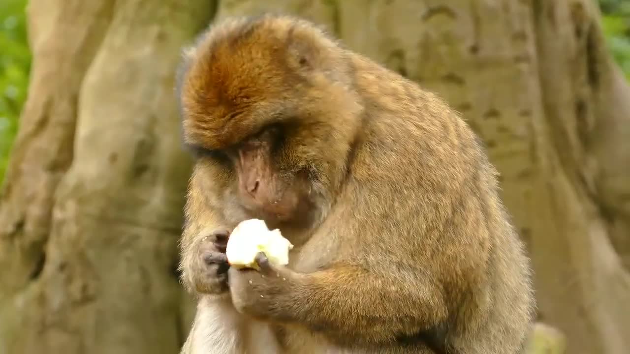 How to make fun with monkeys funny videos