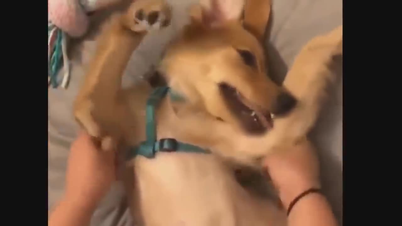 Funny dogs video fails