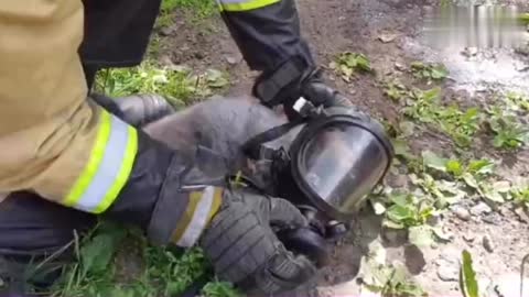 Super loving! Russian firefighters help suffocated kittens