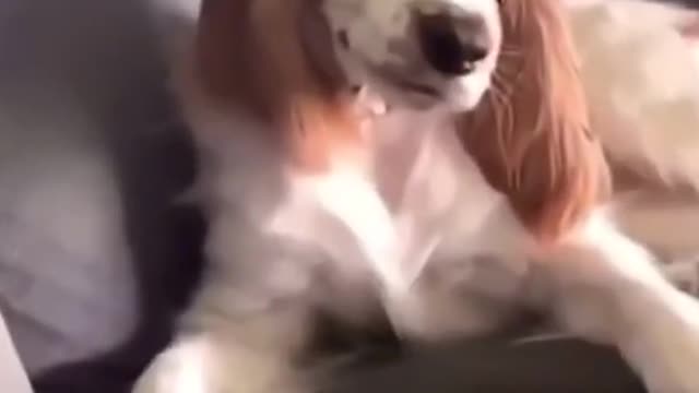 Dog Funny-i am watching you..