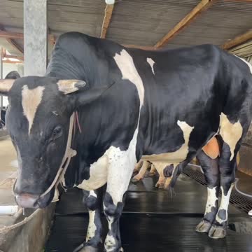 Cow black wash Clean,for meals,funny cute