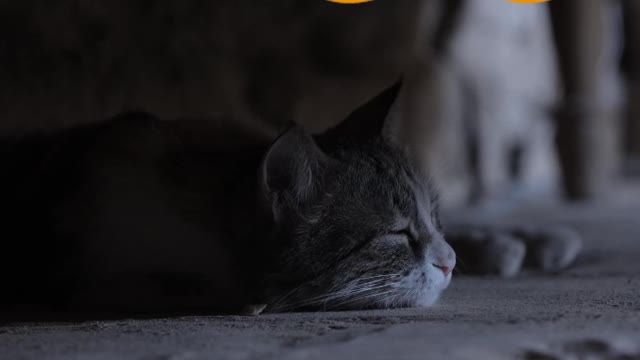 Cat 😺 video| Cartoon animals 😇 | #animals | #shorts