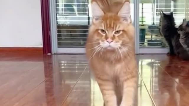 This cat has a tail like a broom. What kind of cat is it?