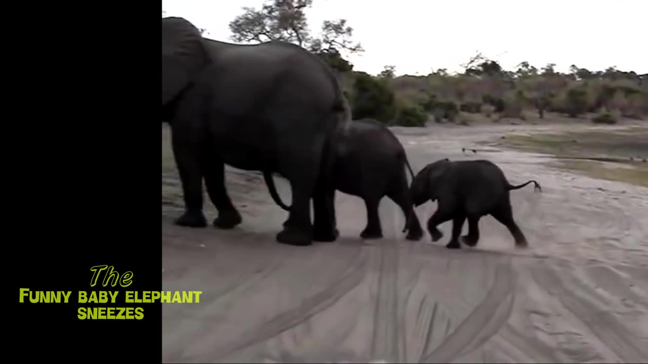 Baby elephant funny vedio