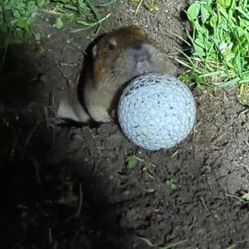 Real life Caddyshack,' Moment gopher pushes golf ball back up hole