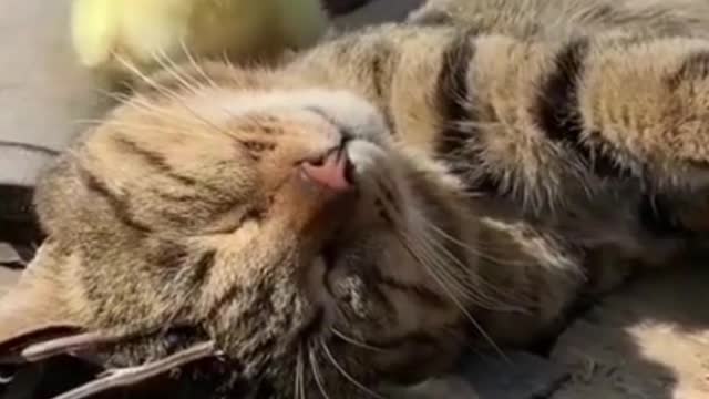 Cute Friendship of a Duck and a Cat