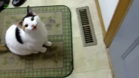 cat meows