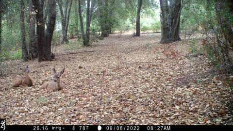 Southern mule deer does and fawns