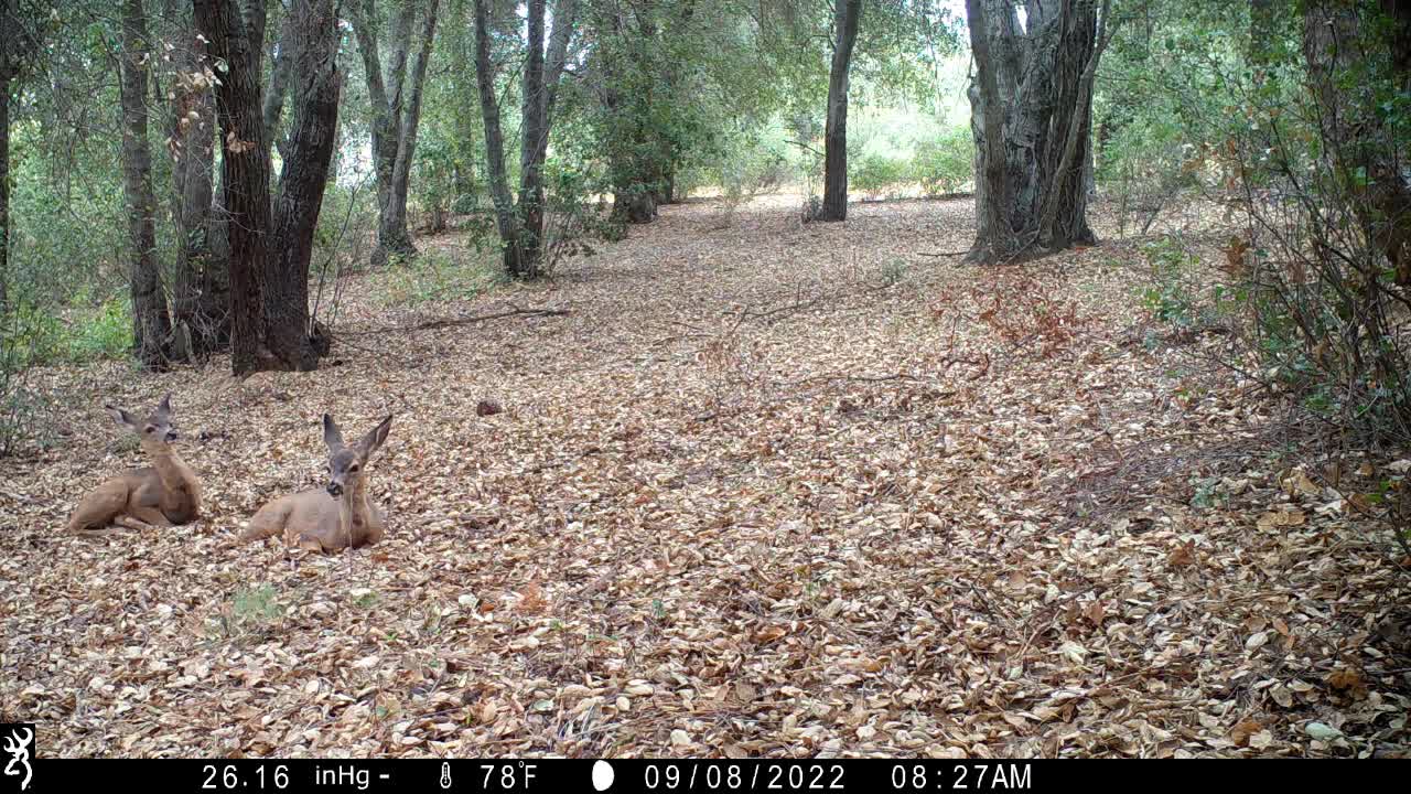 Southern mule deer does and fawns