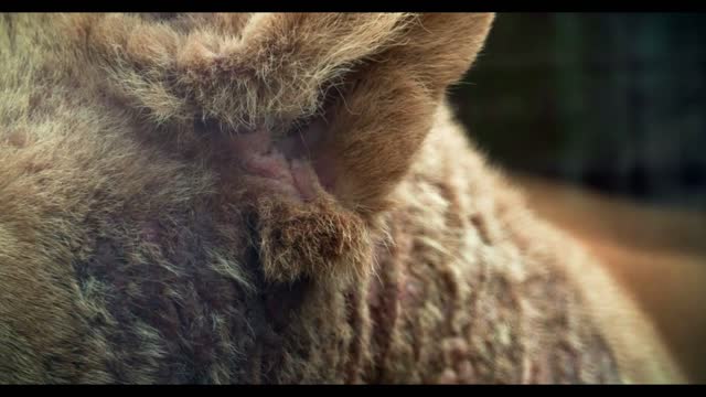 the ear of a wounded lioness