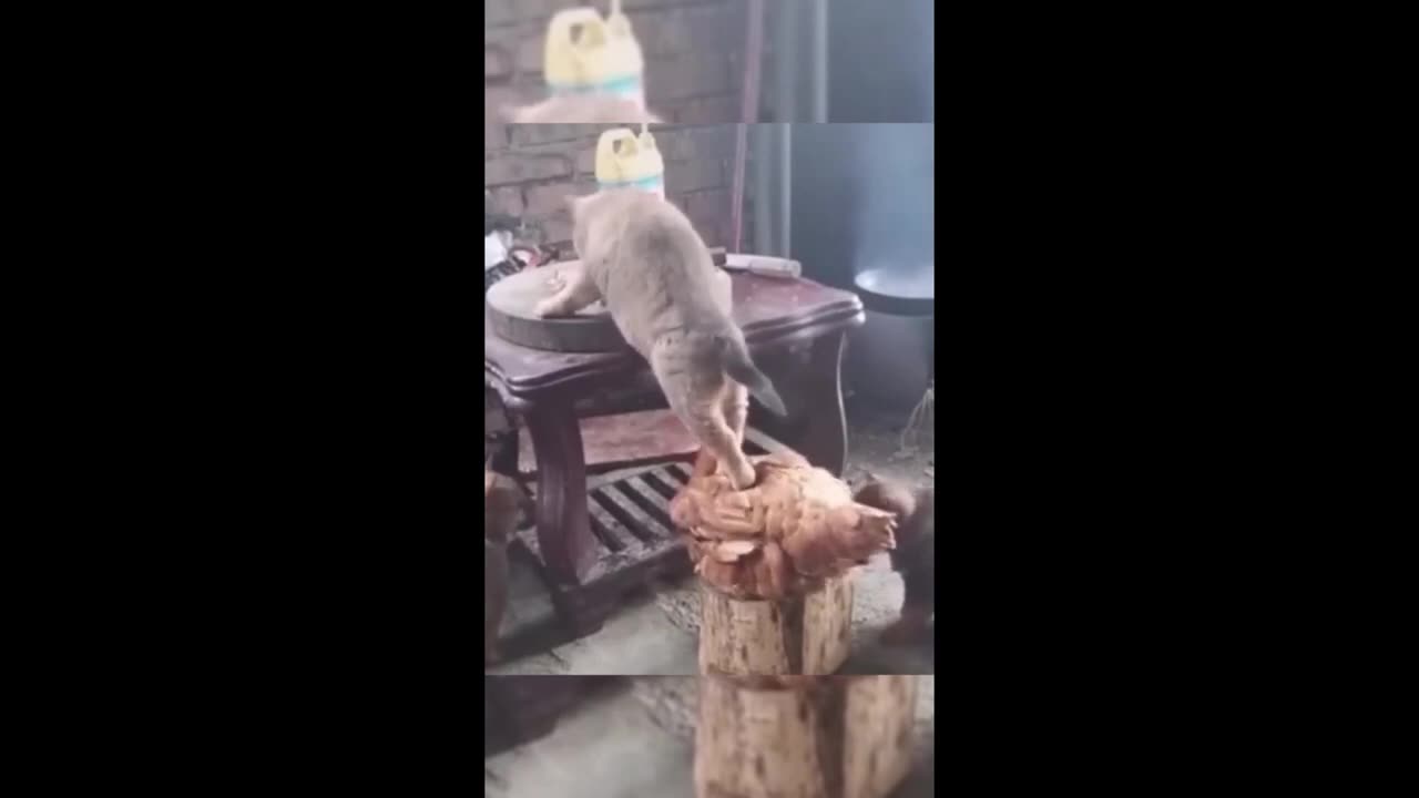 Funny Animals (Part 9)