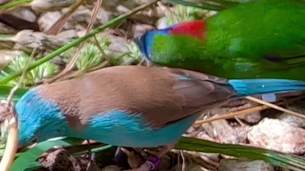 Blue Headed Cordon Bleu Male Finch / Aviary Birds